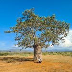 Me underneath a Baobab tree (Imbondeiro in portuguese). Baobao trees are sacred in big parts of Africa. A few Baobab trees needed to be cut down to make space of the solar parks. Before ground construction was allowed to commence, the village leader needed to give his OK on the cutting of the trees. Custom is that the village leader negotiates with the Government for compensation. In this case I heard that part of the compensation was in form of medicines (NSAID, Paracetamol/Ibuprofen) to be given to the people of the nearby villages.